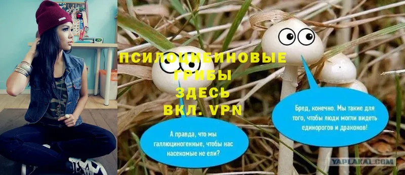 Галлюциногенные грибы Cubensis  закладки  Мурманск 